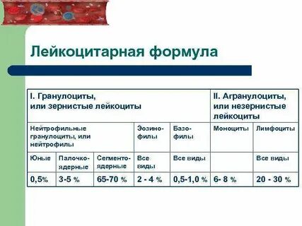Гранулоциты норма