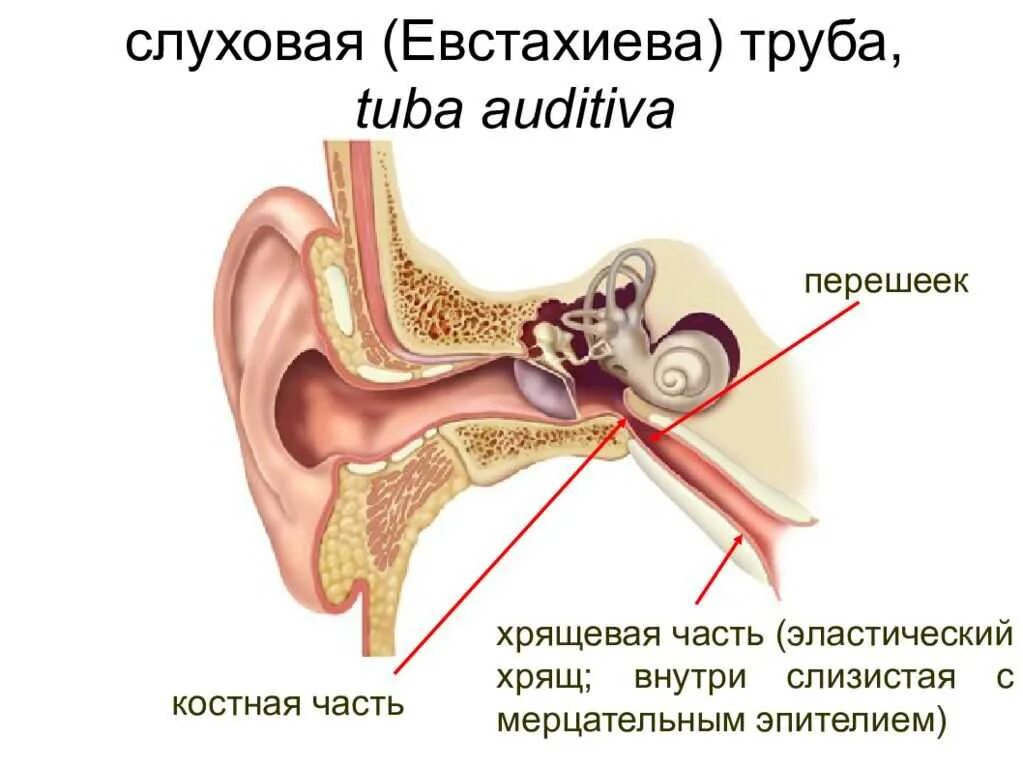 Тубоотит отзывы. Евстахиева труба анатомия. Евстахиева трубаанатосмия. Строение уха и евстахиевой трубы. Евстахиева труба строение.