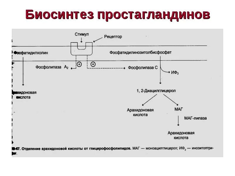 Простагландин е2 механизм. Простагландин е2 функции. Простагландин а2 функция. Простагландины гормоны функции. Простогландин