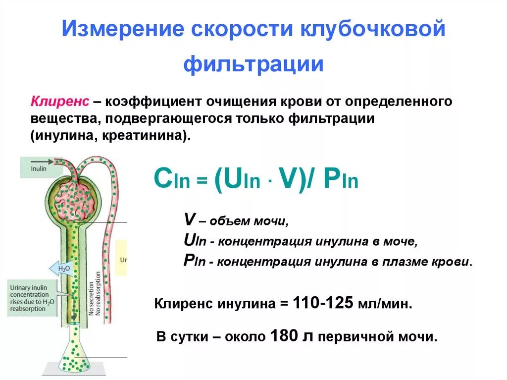 Клубочковая фильтрация креатинин что это. Формула клубочковой фильтрации почек. Скорость клубочковой фильтрации формула физиология. Величина клубочковой фильтрации формула. Первичный этап фильтрации крови