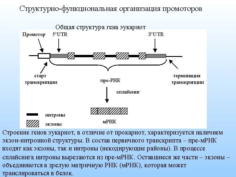 Участки структурного гена. Структура Гена экзоны интроны. Ген структура Гена. Структурно-функциональная организация генома прокариот. Схема строения Гена эукариот.