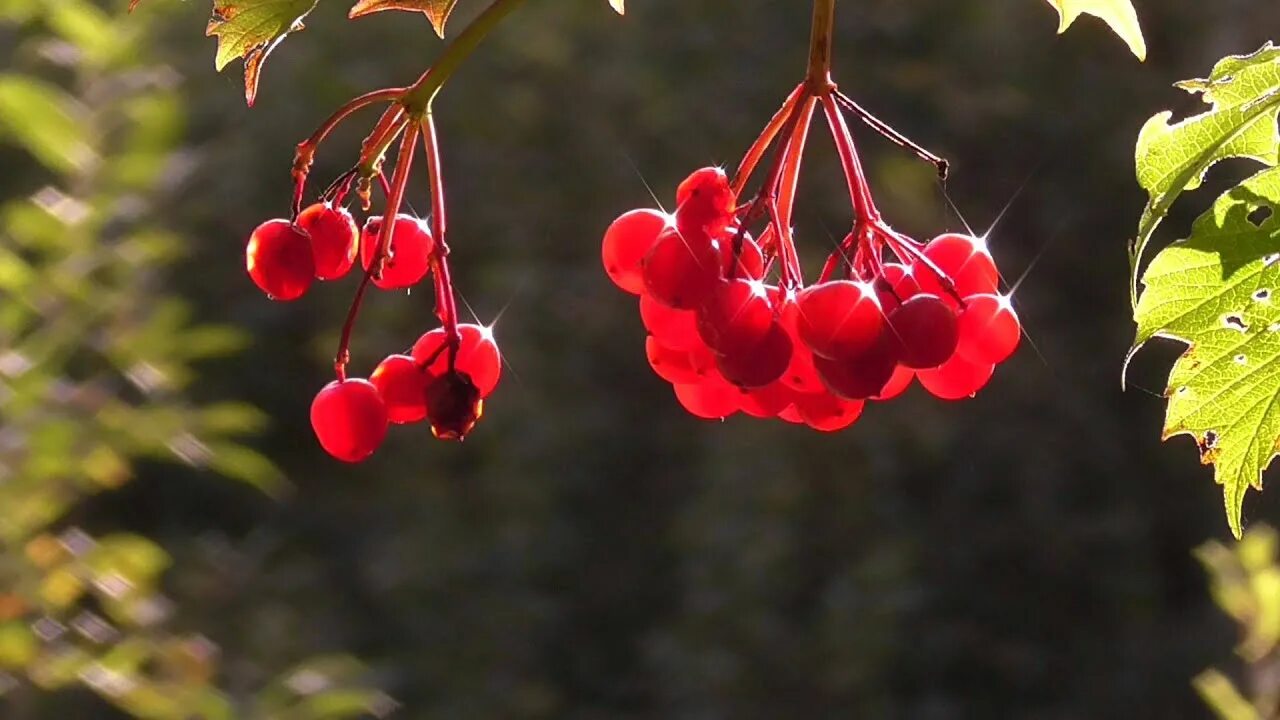 Калина ягода слушать. Над рекой Калина спелая. Калина ягода дождь. Viburnum opulus Nanum. Над рекой Калина спелая налитая соком слушать.