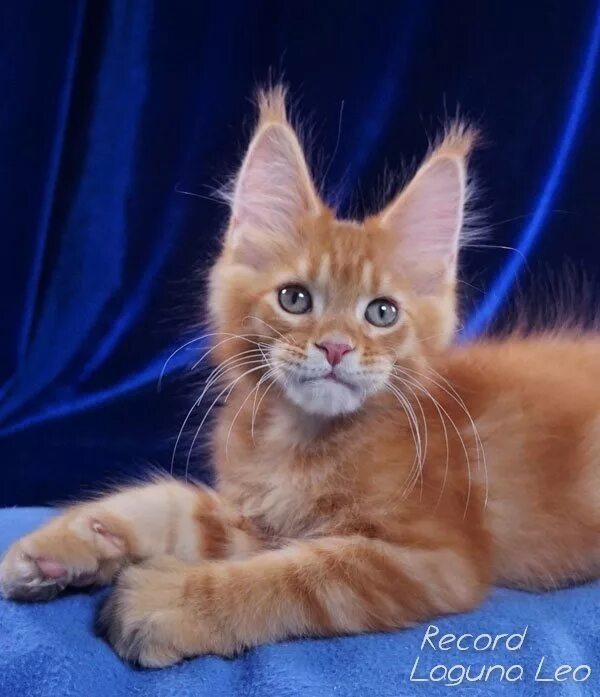 Повадки мейн куна. Коты мейн куны. Мэйн кошка мейн кун. Кошки породы мейн кун описание. Мейн кун характер.