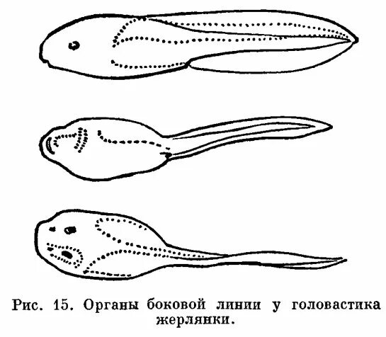 Органы чувств головастика. Органы обоняния у амфибий. Строение головастика земноводных. Жаба перепончатая. Нервная система и органы чувств земноводных.