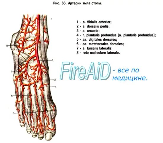 Артерия тыла стопы анатомия. Тыльная артериальная дуга стопы. Артерия дорзалис педис. Основные артерии стопы