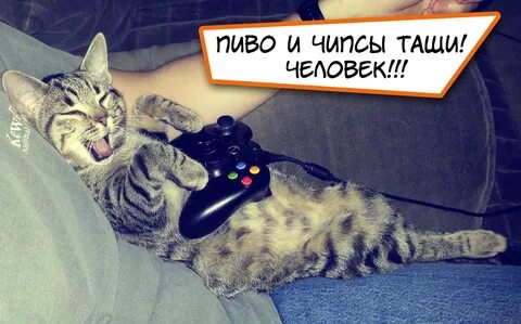 Коте игромане