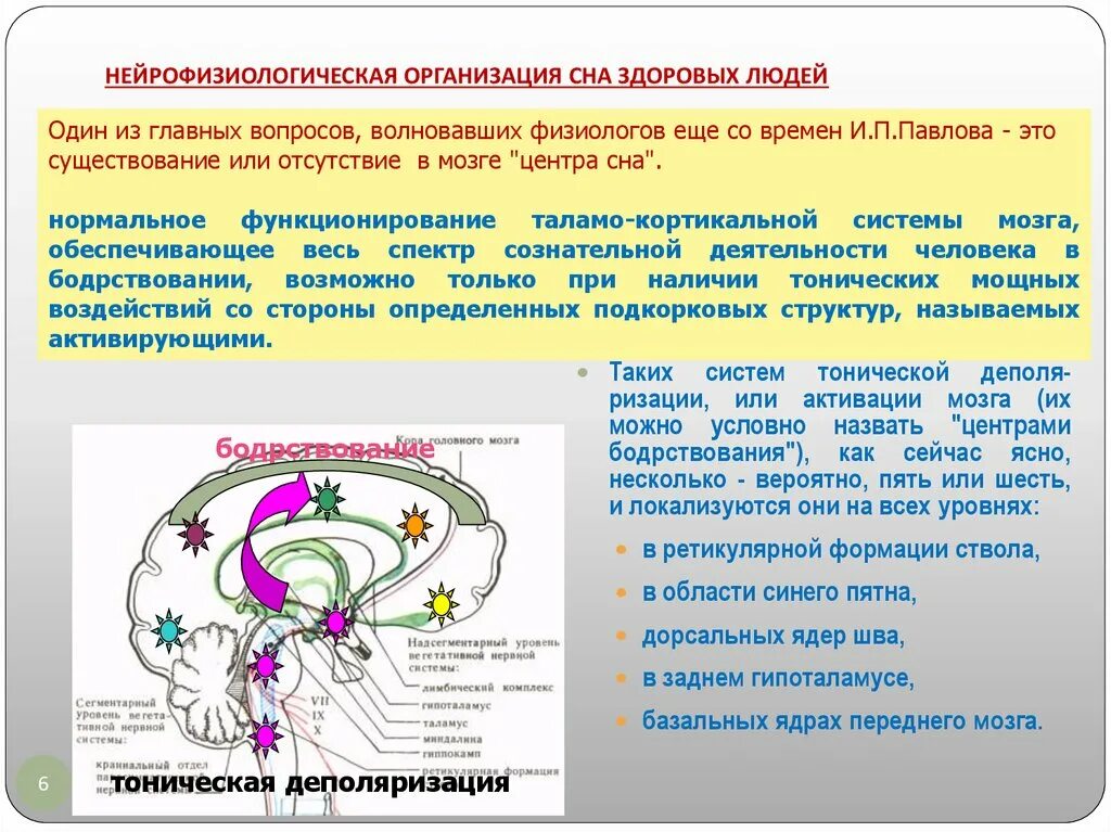 Механизмы бодрствования сна. Нейрофизиологические механизмы сна и бодрствования. классификация нарушений сна. нейрофизиологические механизмы внимания. нейрофизиологические механизмы сна презентация.