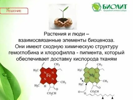 Синтез хлорофилла в растениях