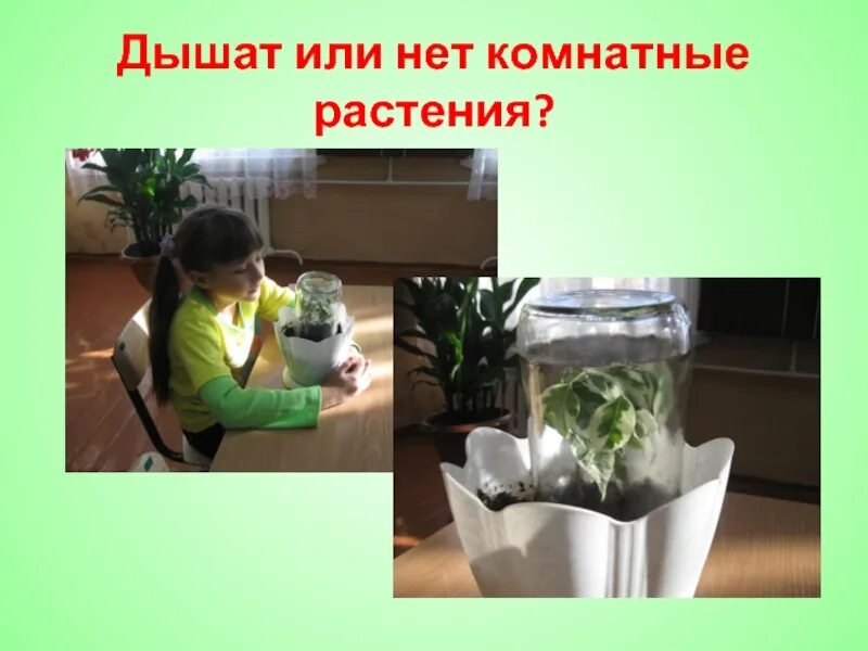 Дышат ли плоды. Опыты с растениями. Опыты с комнатными растениями. Эксперименты с растениями для детей. Опыты с растениями растения дышат.