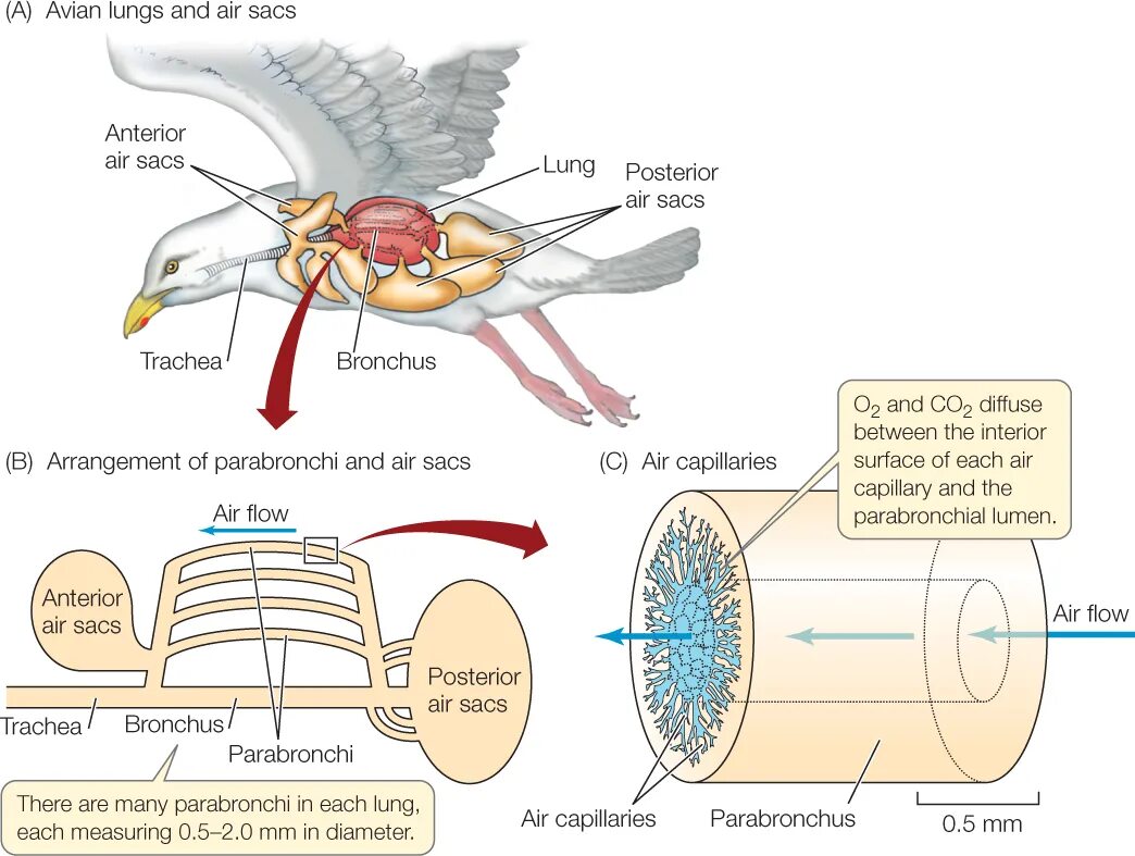 Имеют ли легкие птицы. Легкие птиц. Губчатые легкие у птиц. Respiratory System of Birds. Respiratory mechanism of Birds.