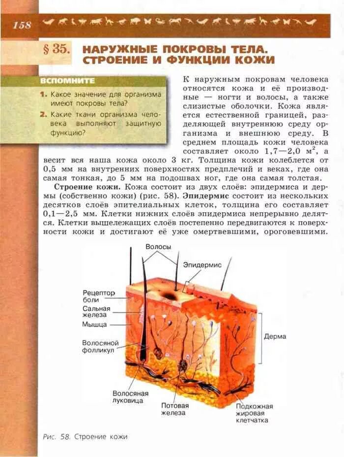 Урок строение и функции кожи 8 класс. Кожа биология 8 класс учебник пасечника. строение кожи 8 класс биология. строение кожи 8 класс пасечник. рис 59 строение кожи.