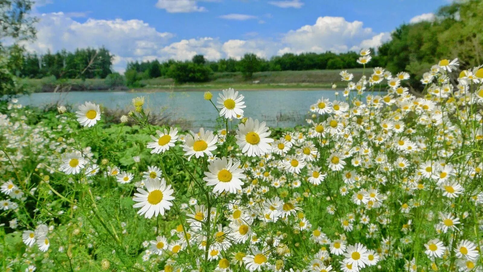 растение солнечник мохнатый все о нем. 3d пушистый одуванчик. летний пейзаж. натюрморт на природе. луг с цветами.