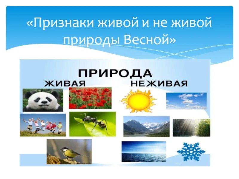 Живая и неживая природа весной. Изменения в живой и неживой природе весной. Признаки живой природы весной