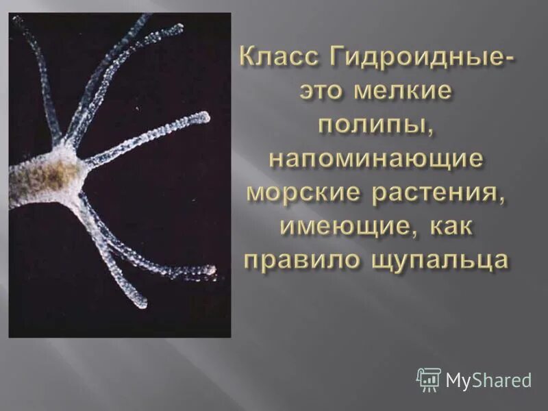 Тела гидроидных