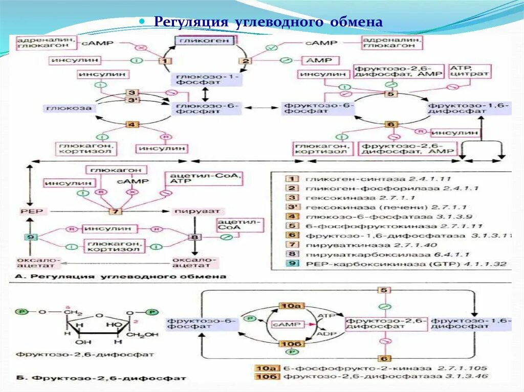 Гормональная регуляция обмена углеводов биохимия. Регуляция углеводного обмена схема. Схема гормональной регуляции обмена углеводов. Углеводный обмен схема биохимия. Как происходит обмен углеводов