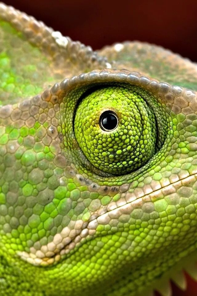 Игуана глаза. Зеленая игуана 3 глаз. Глаз ящерицы. Хамелеон. Зеленая ящерица.