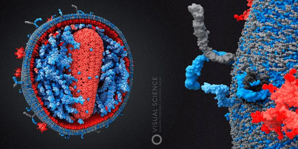 Вич биология. Вирус иммунодефицита под микроскопом. Модель вируса иммунодефицита человека. Модель вируса ВИЧ. Вирус ВИЧ под микроскопом.