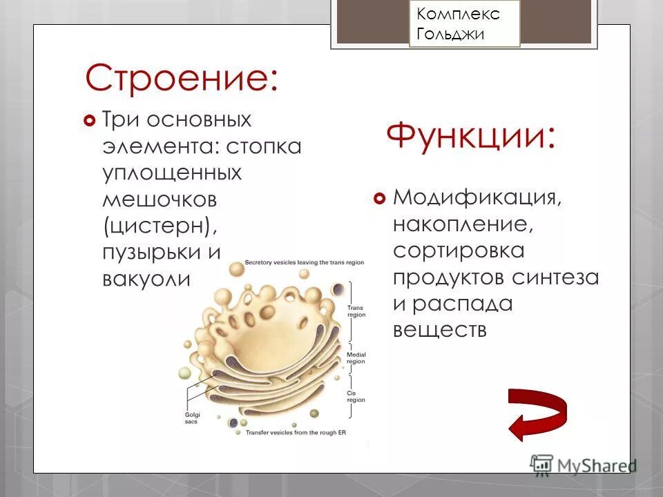 Аппарат Гольджи функции кратко. Комплекс Гольджи функции кратко. Основная функция аппарата Гольджи. Выполняет секреторную функцию аппарат гольджи