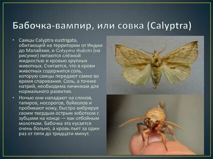 Моль кусается или нет