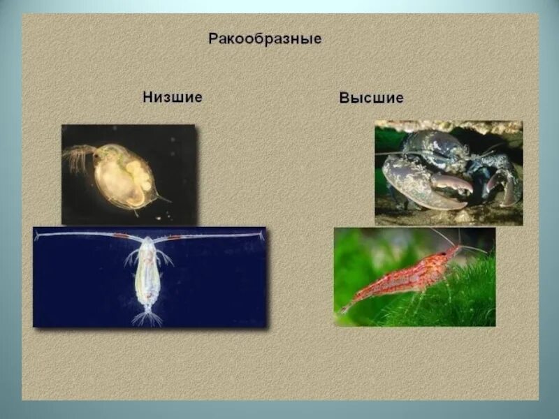 Высшие и низшие ракообразные. Низшие ракообразные. Низшие ракообразные представители. Многообразие ракообразных высшие и низшие.