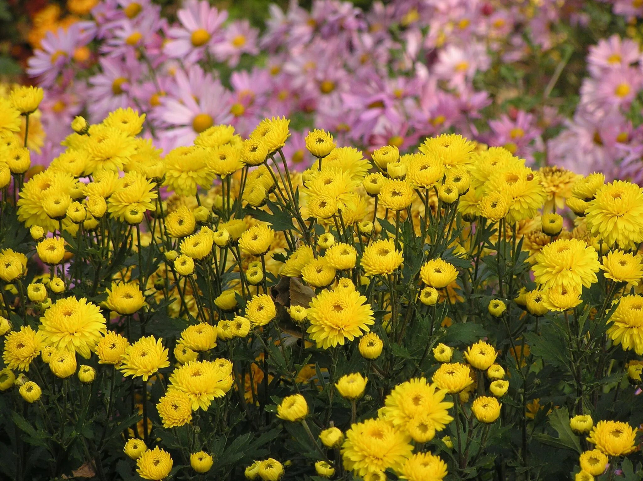 Free Images : flower, flora, wildflower, aster, flowering plant, daisy family, a