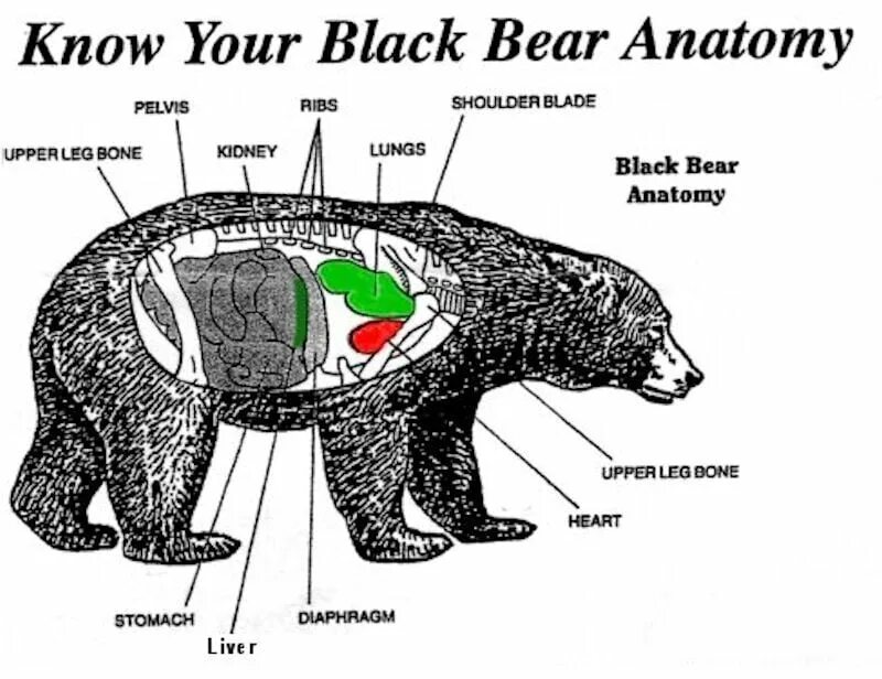 Особенности внутреннего строения медведя. Внутренне строение медведя. Внутреннее строение бурого медведя. Медведь строение тела. Строение бурого медведя.
