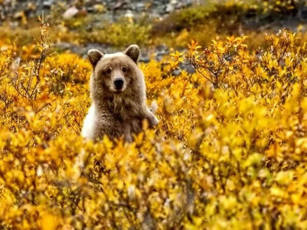 Осенний мишка