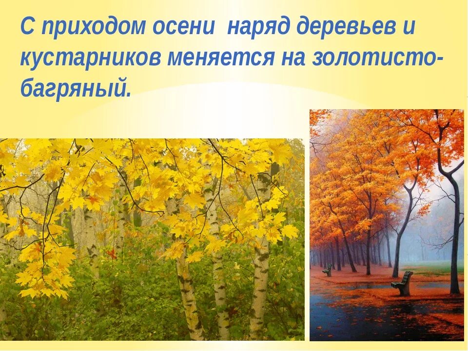 Время года осень изменения в жизни растений. Изменения в природе с приходом осени. Осень сезонные изменения. Сезонные изменения осенью. Сезонные явления природы осень.