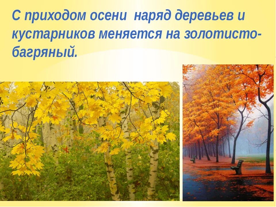 Какие изменения в жизни растений происходят осенью. Изменения в природе с приходом осени. Осень сезонные изменения. Сезонные изменения осенью. Сезонные явления природы осень.