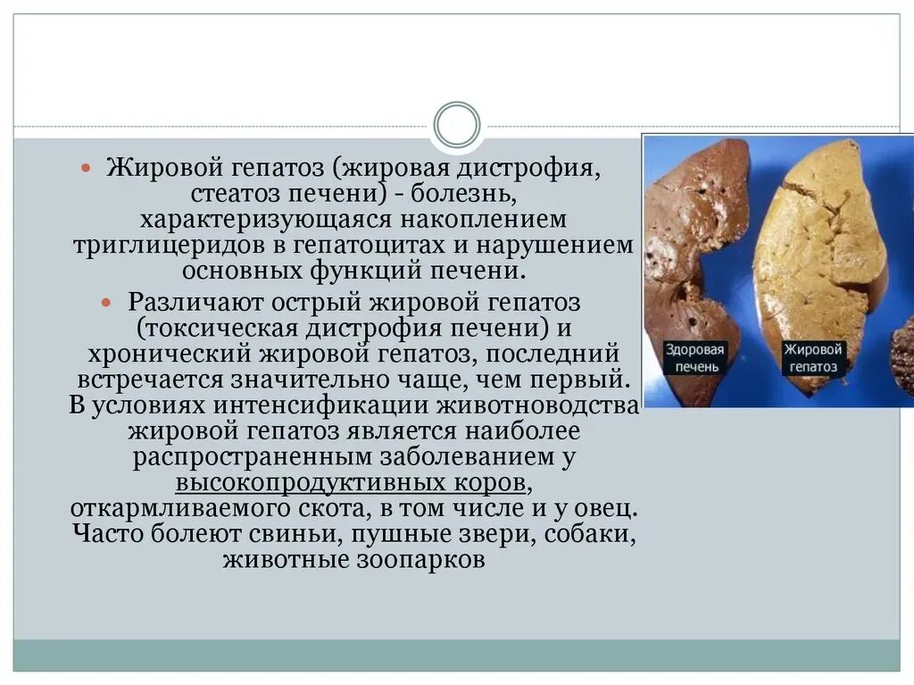 Остеомаляция рахит коров. Остеомаляция рахит коров. Дистрофия у телят. Дистрофия у телят. Дистрофия у телят.