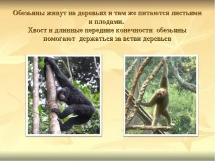 Где жили обезьяны