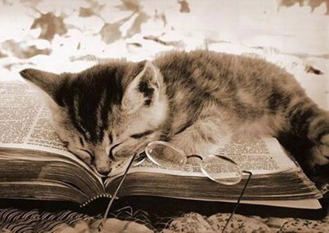 Кошка с книжкой. Книги про кошек. Котёнок с книжкой.