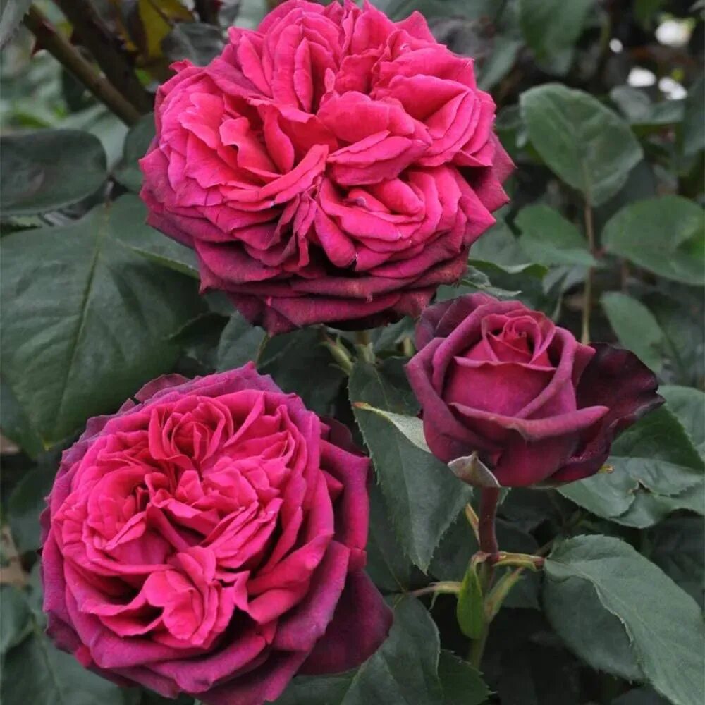 Rose desire. Гудини (чайно-гибридные). Розы кораллового цвета. Rose desire. Коралловые розы.
