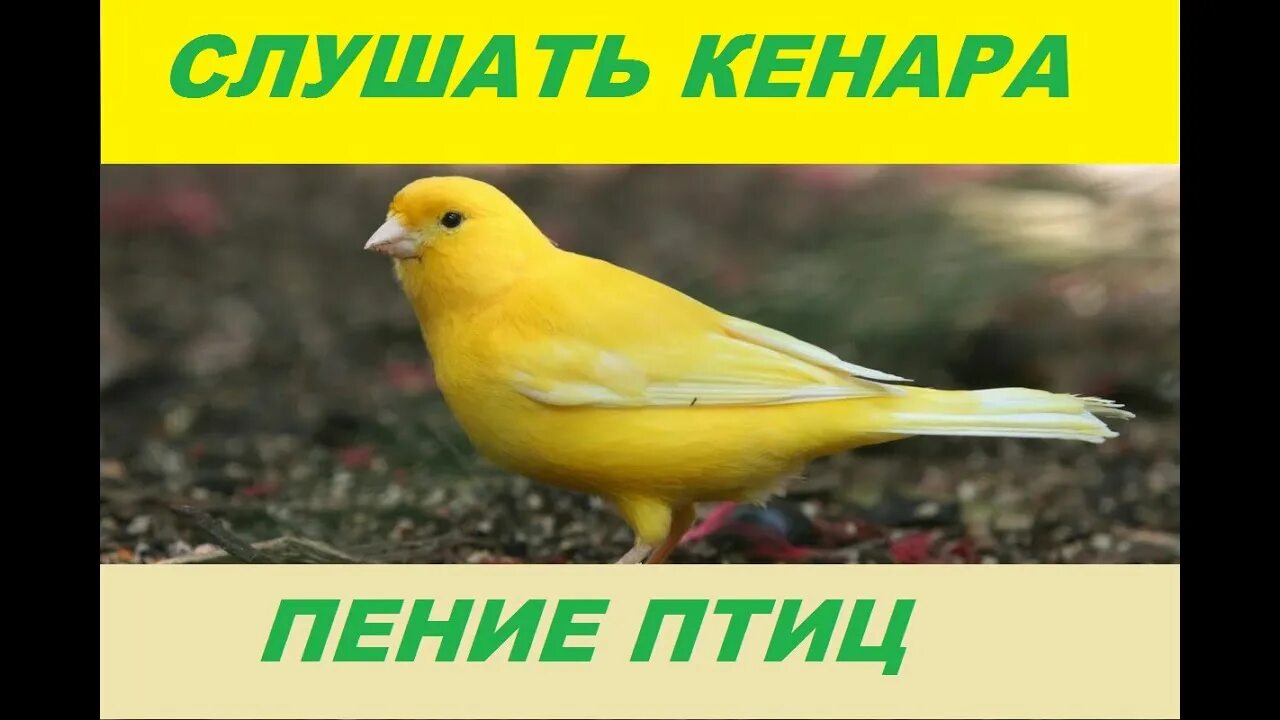 Лучшее пение канареек