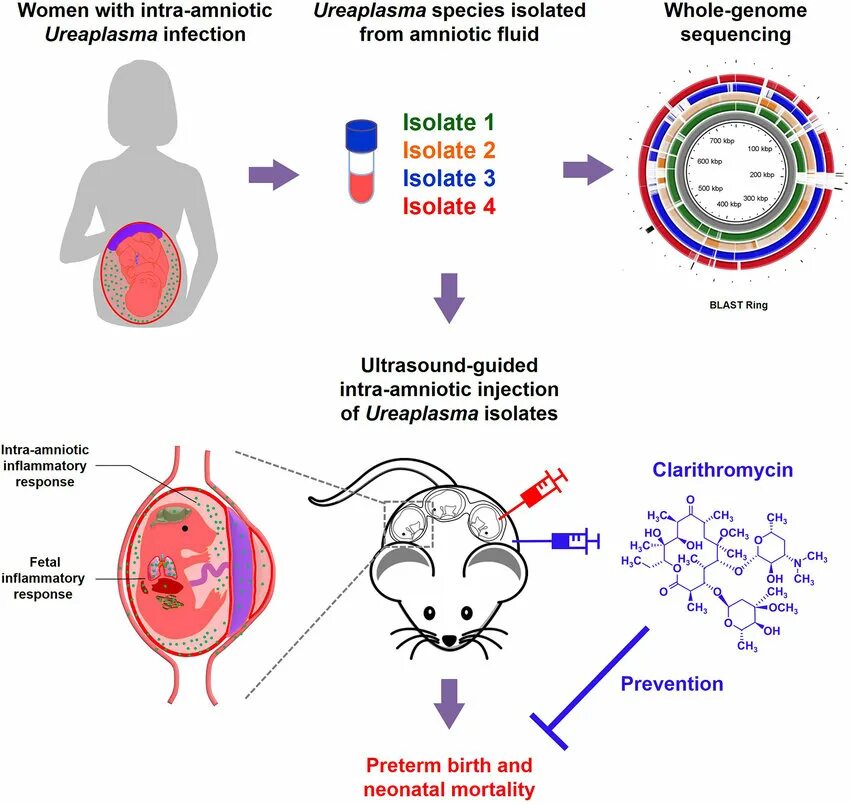 Ureaplasma parvum у мужчин что это. Уреаплазма species. Уреаплазма уреалитикум (Ureaplasma urealyticum).