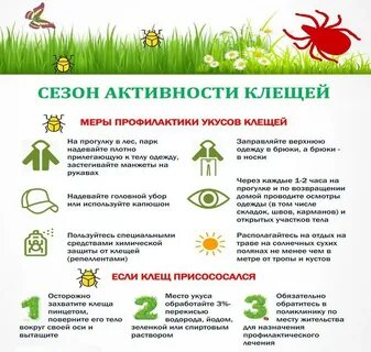 Чем обработать весной от клещей