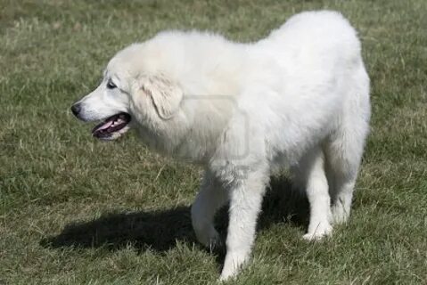 Порнодағы қисық американдық әйелдер