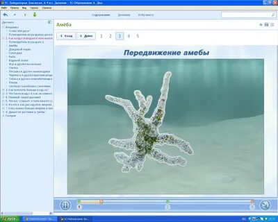 Движение амебы