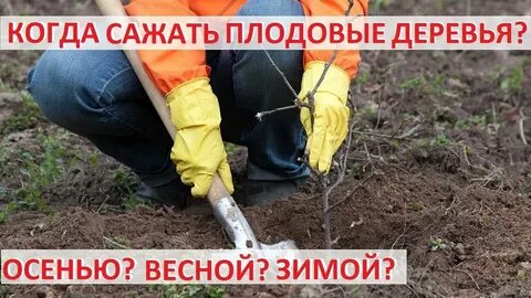 Посадка саженцев деревьев осенью