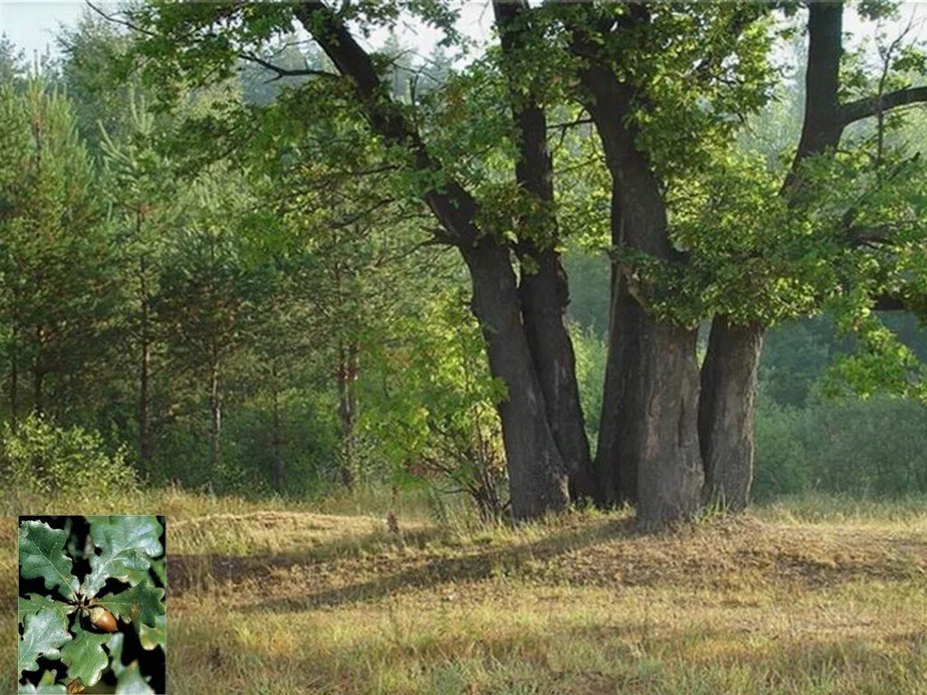 Дуб дерево. Дубы на опушке. Живопись левитан. Черешчатая дубрава. Дубы на опушке.