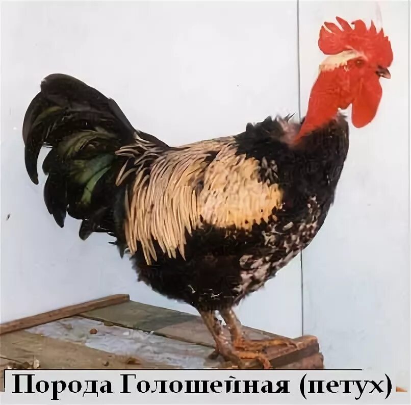 Петухов голошеек