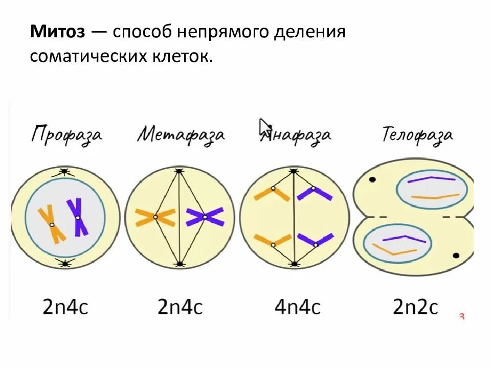 Начало митоза сколько хромосом