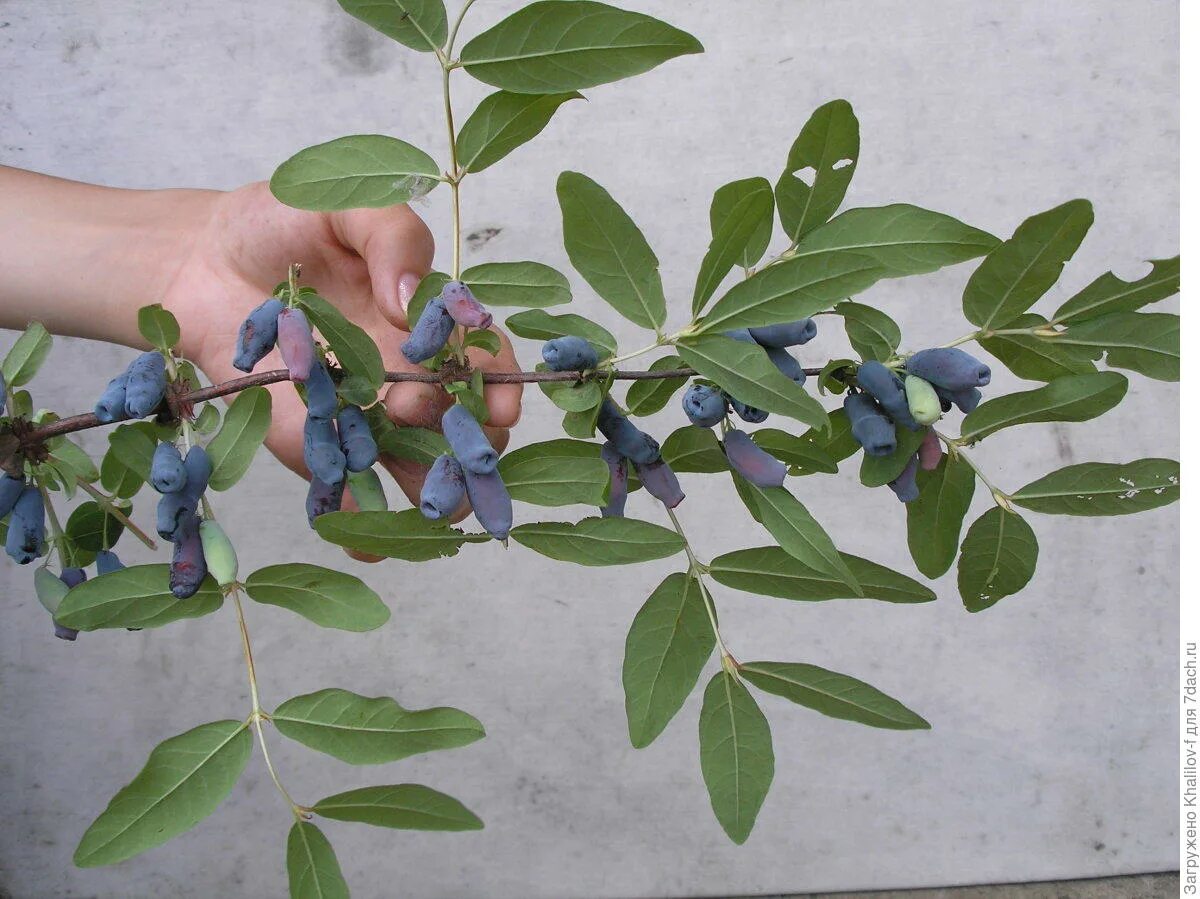 Жимолость плодоносит на год. Жимолость осенью как выглядит. Жимолость съедобная ягода. Жимолость сибирячка. Ирга жимолость.