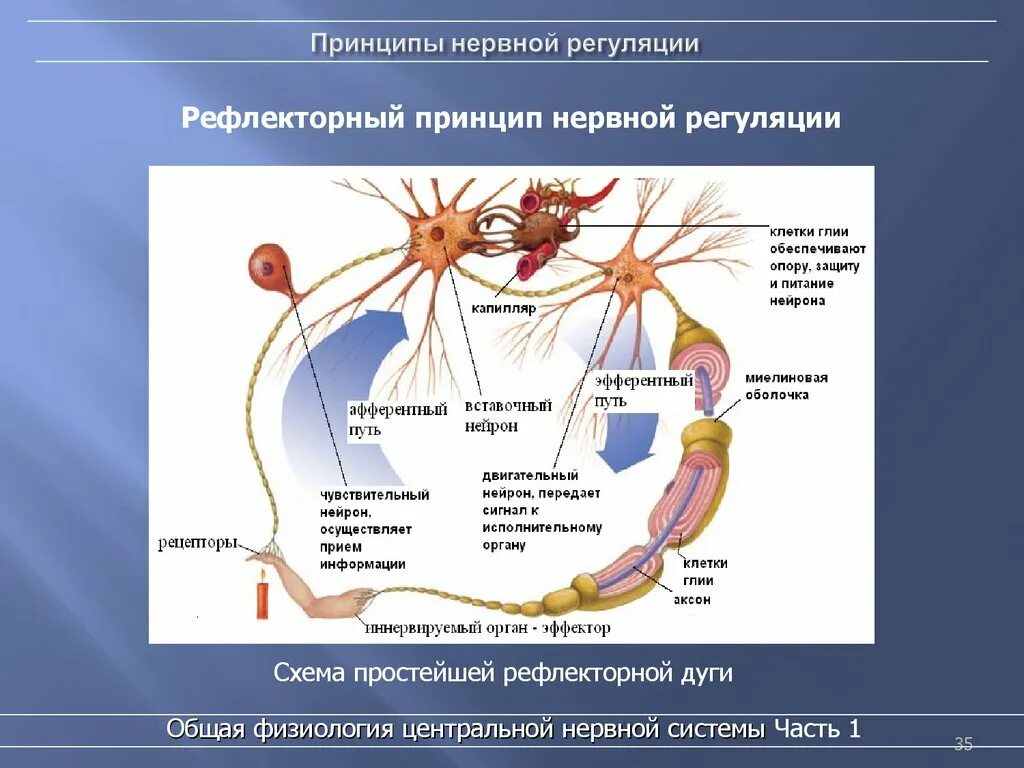 Рефлекторная деятельность нервной системы 8 класс. Рефлекторный принцип регуляции нервной системы. Рефлекторный принцип работы нервной системы схема. Рефлекторный принцип деятельности нервной системы схема. Схема рецепторов нервной системы.