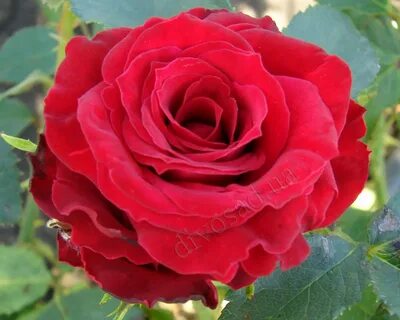 Prestige rose