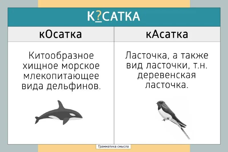 киты убийцы. ответы слова касатка. касатка краткое описание. интересные факты о касатках. касатка презентация для детей.