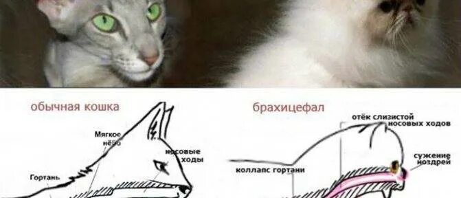 Кот с приоткрытым ртом. Котик выдыхай. Кот хрипит и тяжело дышит. Кошка затрудненное дыхание. Кошка затрудненное дыхание.