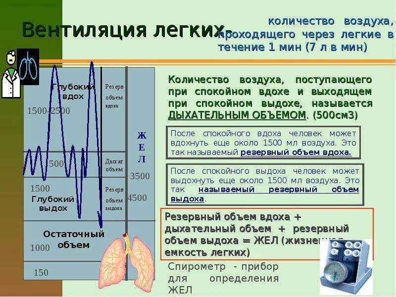 Между вдохом и выдохом текст. Механизм вдоха и выдоха регуляция дыхания. Процесс вдоха физиология. Этапы дыхания лёгочные объёмы. Легкие объем резервный выдох.