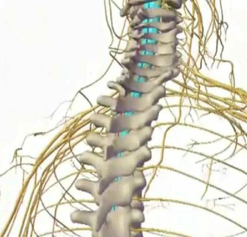 Иннервация Корешков позвоночника. Спинномозговые нервы анатомия позвоночник. Иннервация Корешков шейного отдела. Миелит спинного мозга.