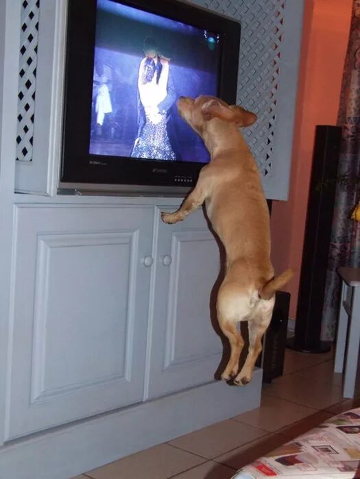 Собака и телевизор. Собака ТВ телевизор .. Собака перед телевизором. Собака смотрит телевизор.